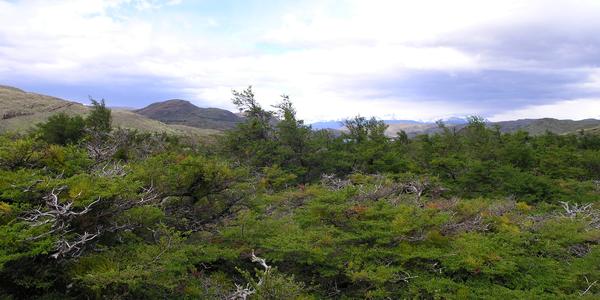 Nothofagus,  Torres del Paine