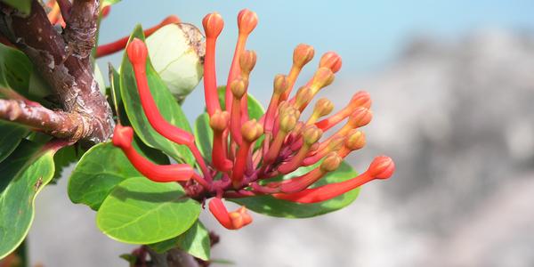 Erythrina cruss galli, Torres del Paine
