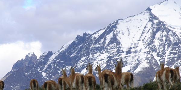 Lamy guanako v Torres del Paine