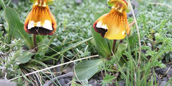 Orchideje v  Torres del Paine