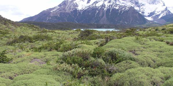 Vegetace Torres del Paine