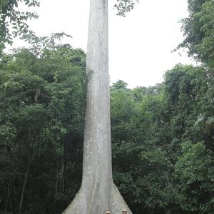 Ceiba v Tikalu, Guatemala