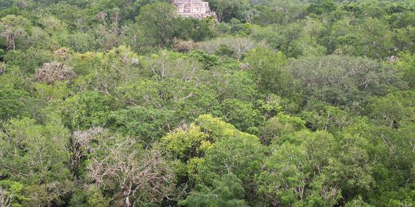 Mayské město ztracené v pralese, Calakmul