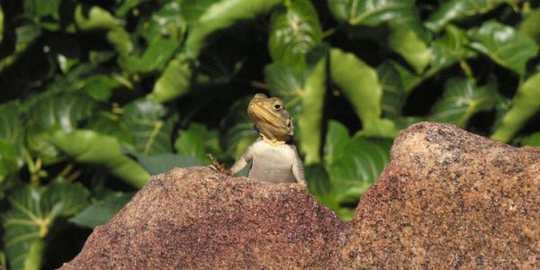 Agama, Tsavo West