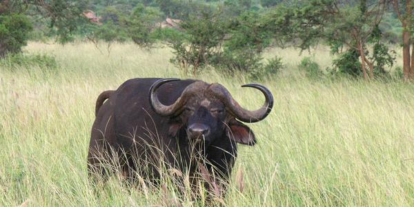 Buvol kaferský, Tsavo West