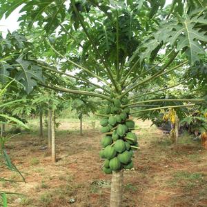 Carica Papaya