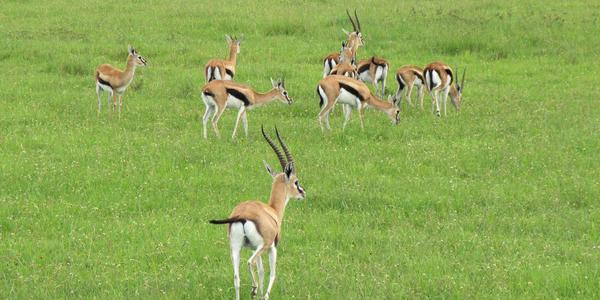 Gazely Thomsonovy, Masai Mara