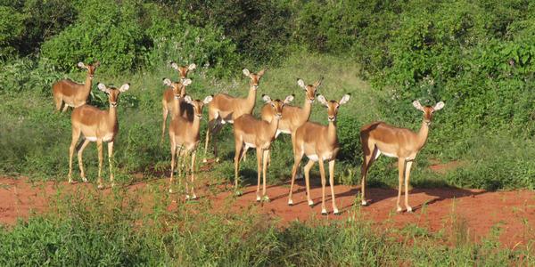Impaly v Tsavo West