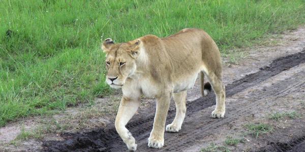 Lvice hledající mladé, masai Mara