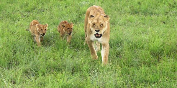 Lvice s mláďaty, Masai Mara
