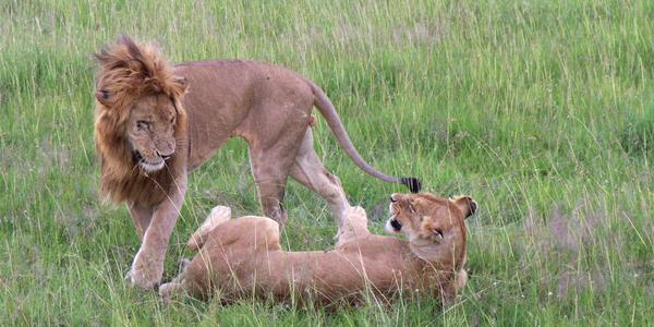 Lví námluvy v Masai Mara - a