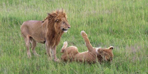 Lví námluvy v Masai Mara - b