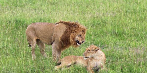 Lví námluvy v Masai Mara - c