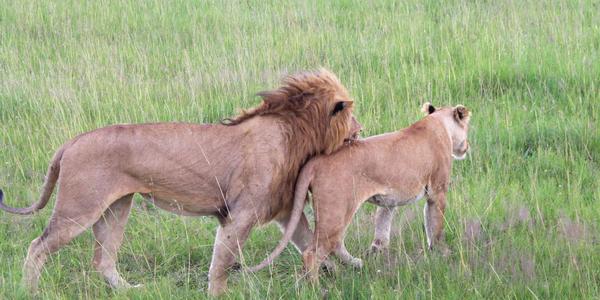 Lví námluvy v Masai Mara - d