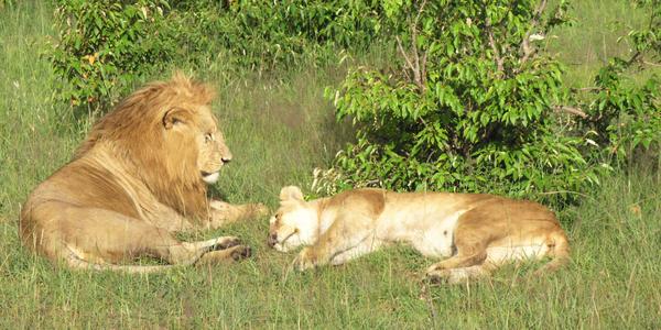 Lví pár, Masai Mara