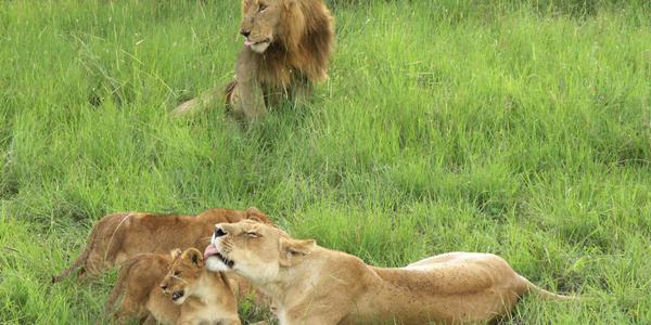 Něha, Masai Mara