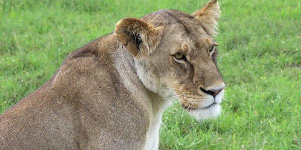 Portrét lvice, Masai Mara