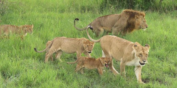Rodina, Masai Mara