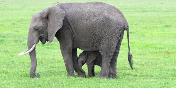 Slůně v Masai Mara