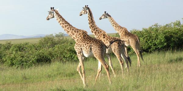 Tři žirafy, Masai Mara
