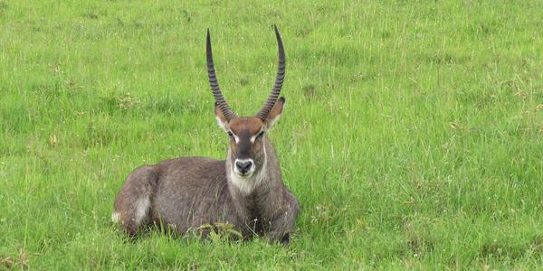 Voduška, Masai Mara