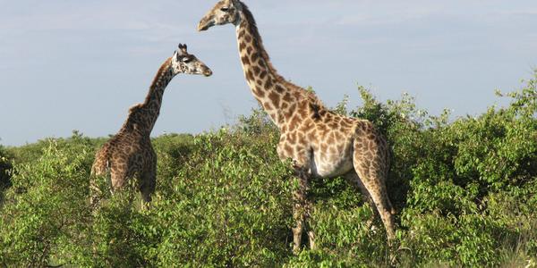 Žirafy v Masai Mara