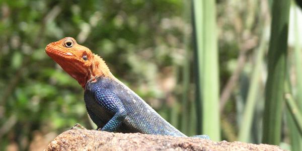 Agama osadní, Tsavo West