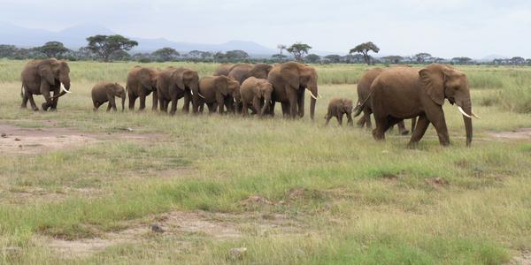 Amboseli-Sloni4
