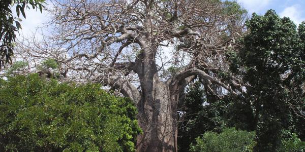 Baobab na Kinazini