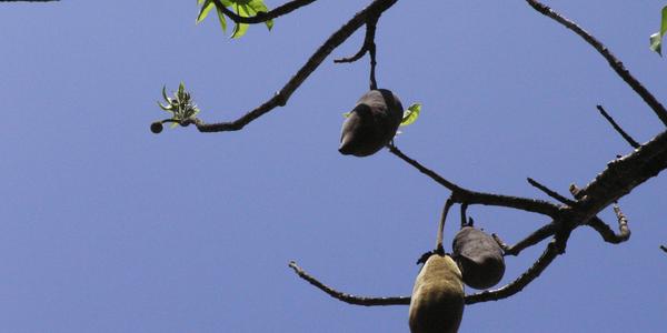 Baobab