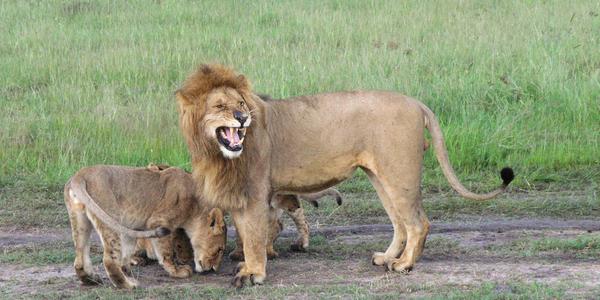 Bráním rodinu, Masai Mara