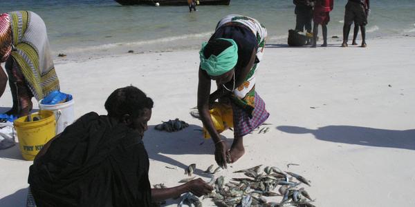 Dělení úlovku, Mombasa - Nyali