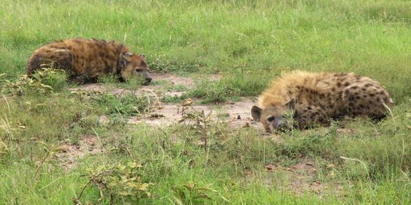 Hyeny v Masai Mara