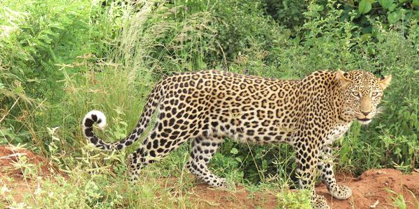Levhart v Tsavo West