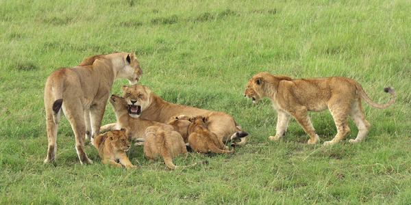 Lvice s mlá'daty, Masai Mara