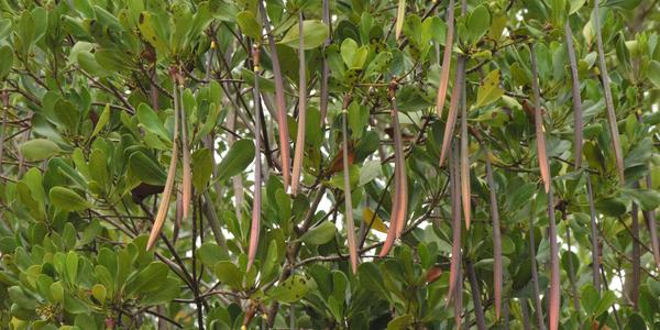 Mangrove na Kinazini