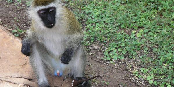 Mladý kočkodan, Amboseli