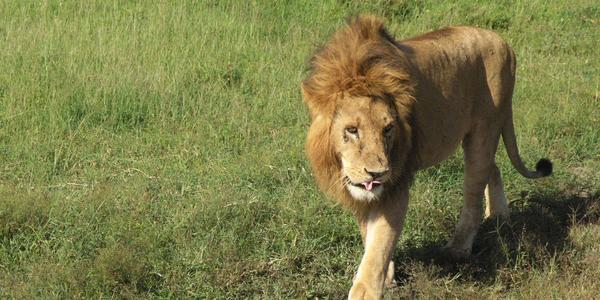 Nádherné zvíře, Masai Mara