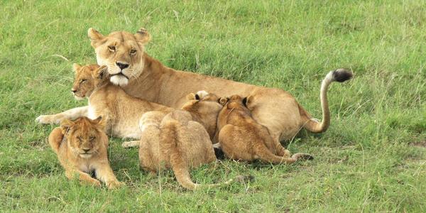 Něha. Masai Mara