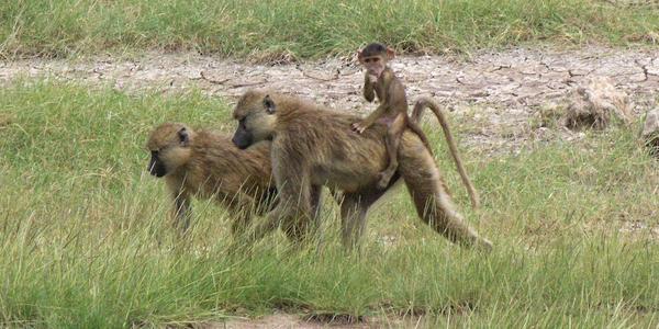Paviáni v Amboseli