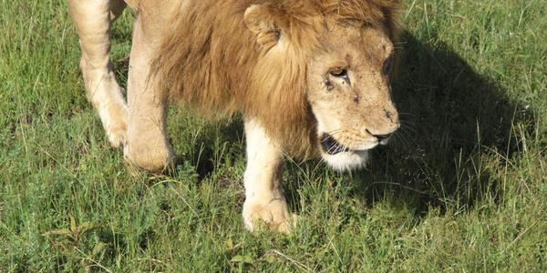 Portrét lva, Masai Mara