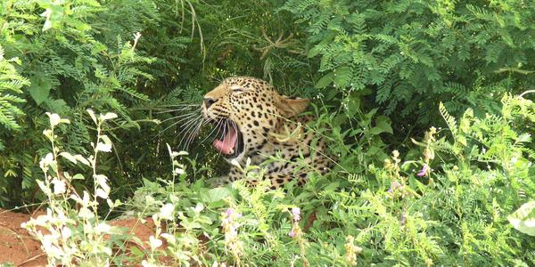 Siesta, levhart v Tsavo West