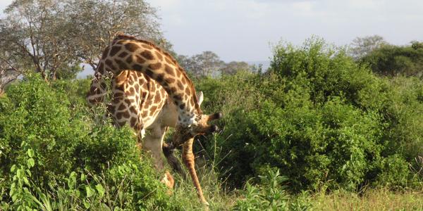 Skoro na uzel, Tsavo West
