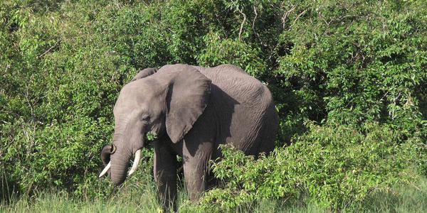 Slon samotář, Masai Mara