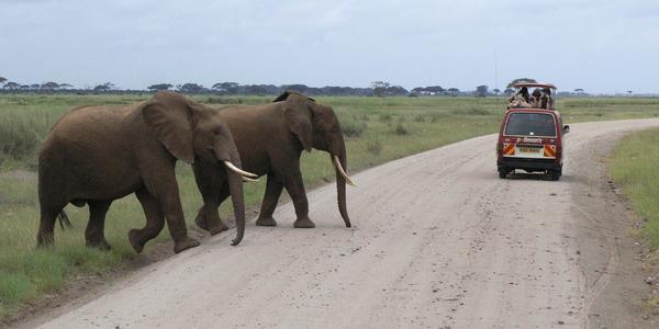 Sloni mají přednost, Amboseli