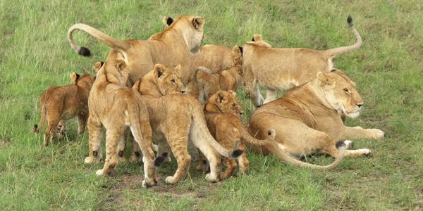 V jednom chumlu, Masai Mara
