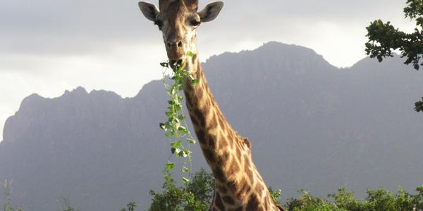 Žirafa masajská, Tsavo West