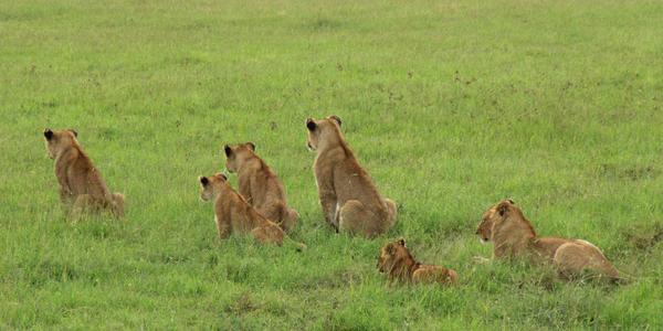 Čekání, Masai Mara