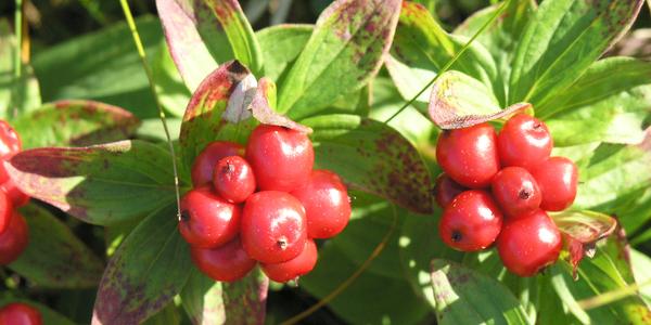 Cornus suecicus, Inari
