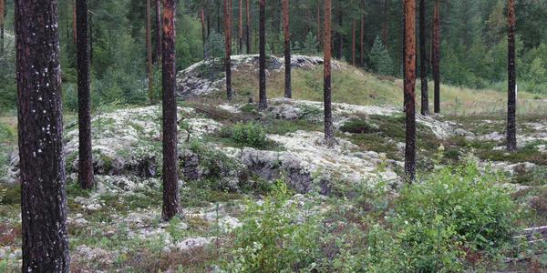Les v Elverum